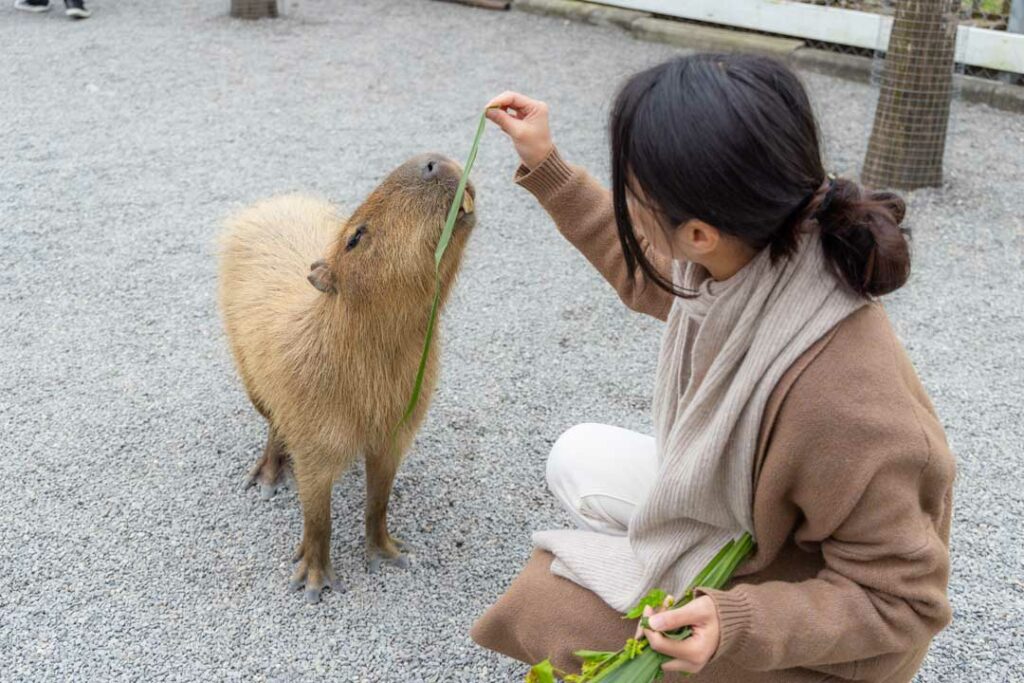 Capybara Café
