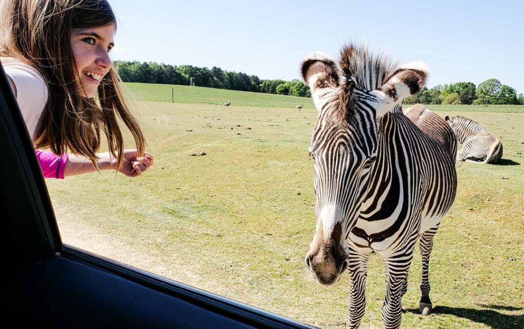 Drive-Thru Safari Park