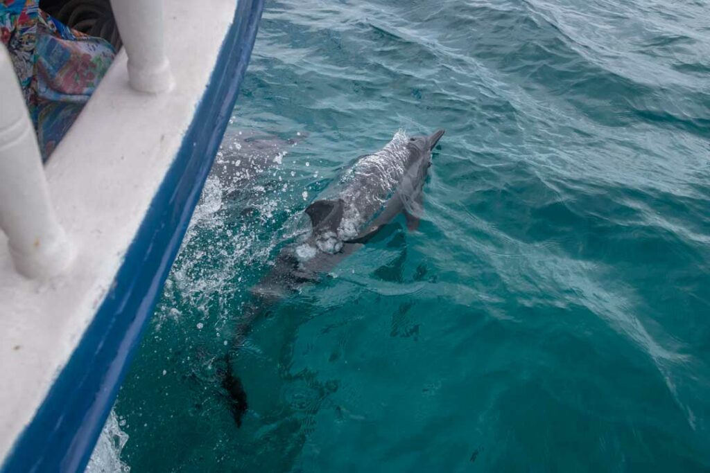 Encounters with Dolphins