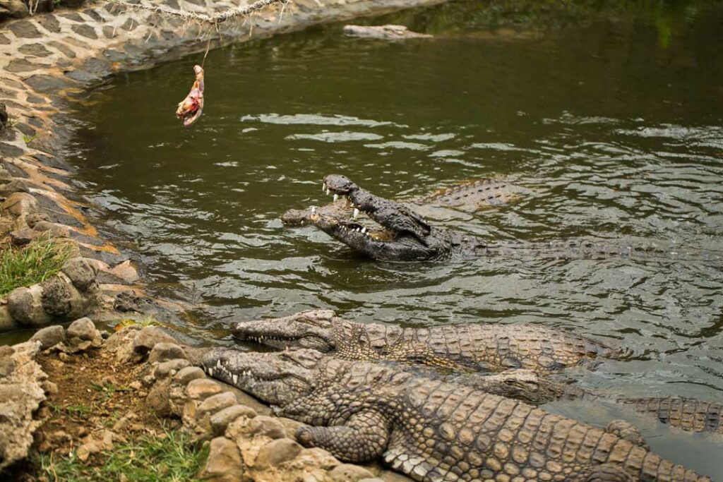 Gatorland – Orlando
