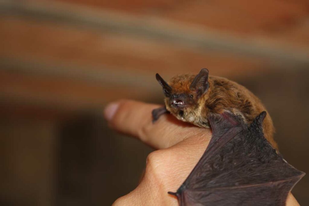 Lubee Bat Conservancy