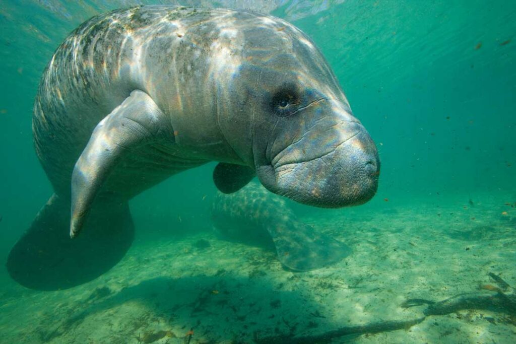 Manatee Discovery Tour