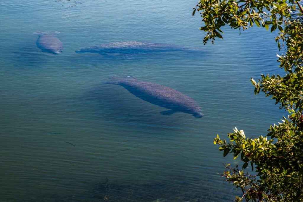 Manatee Tours