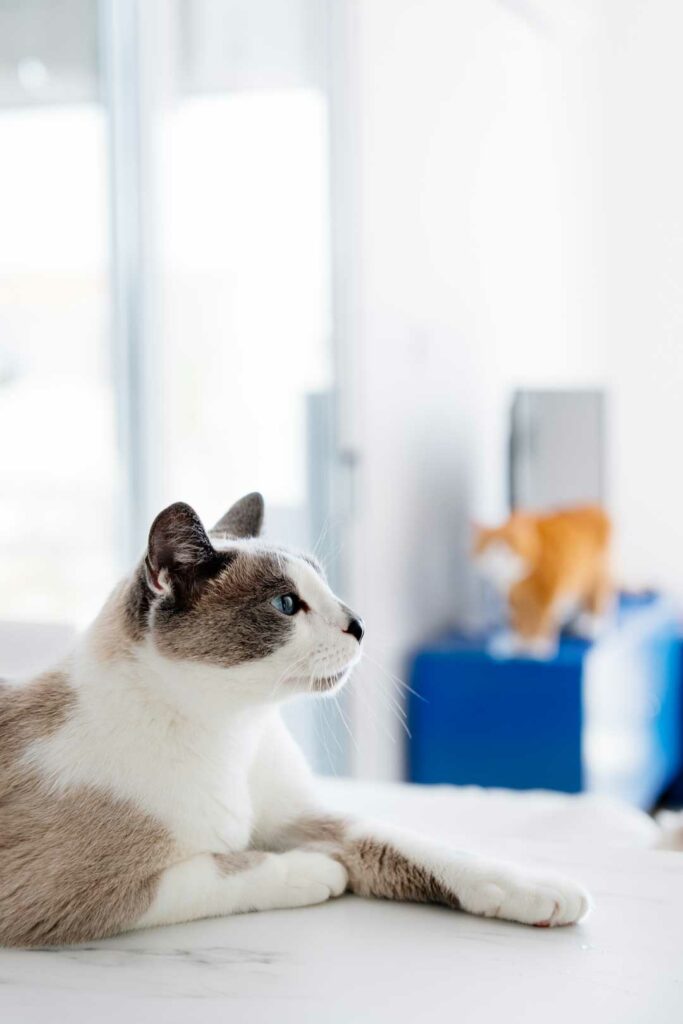 air purifier for pets and dander